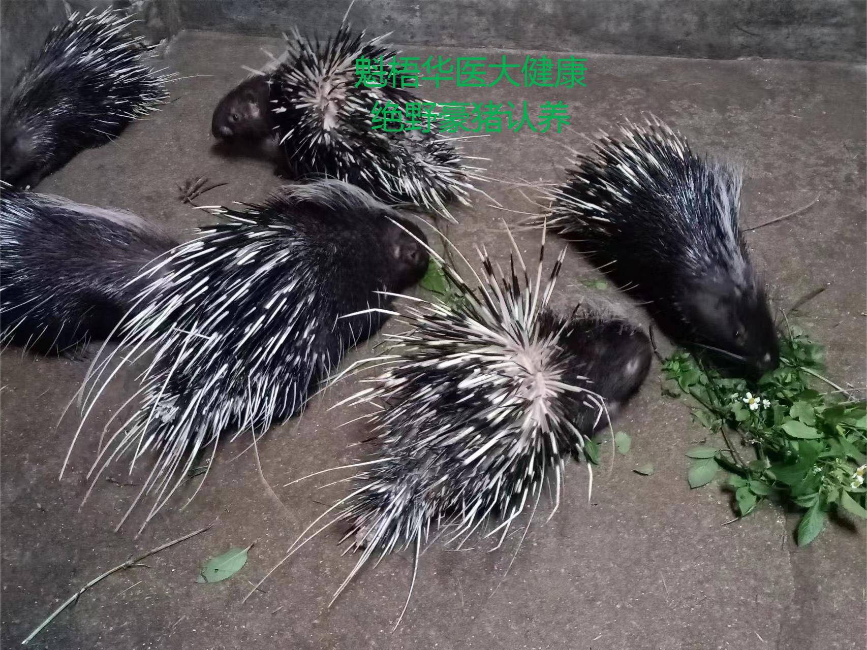 最新豪猪回收商家方法分析(最方便真实的巴彦淖尔豪猪卖去什么地方方法)